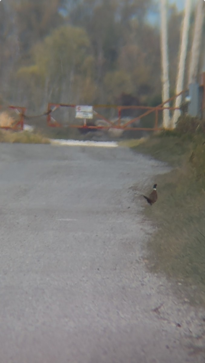 環頸雉 - ML644491258