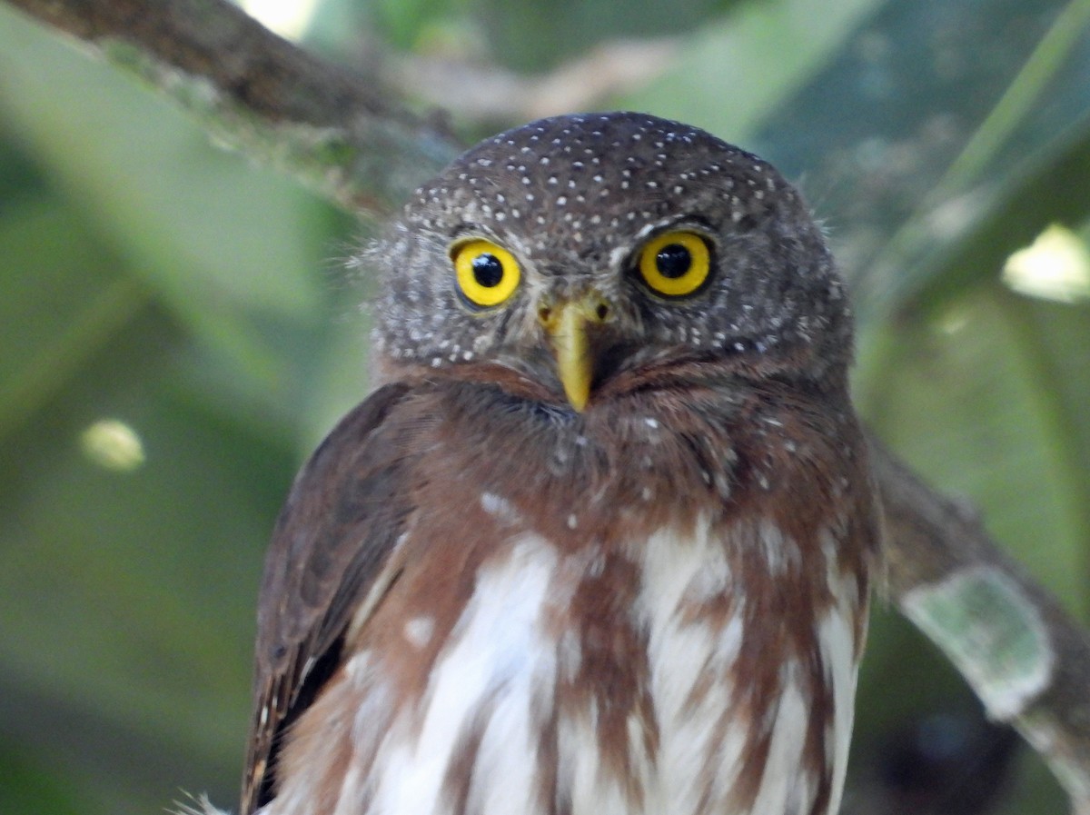 ハーディスズメフクロウ - ML644491260