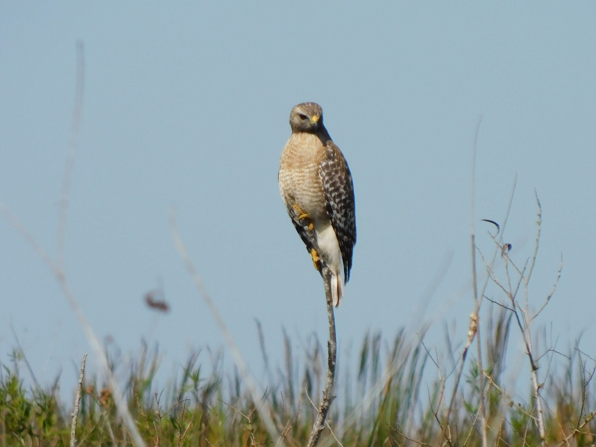 Busardo Pechirrojo - ML644491261