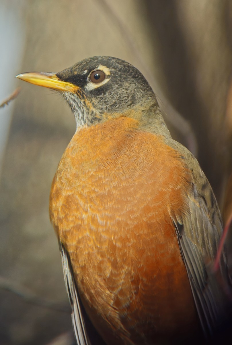 American Robin - ML644491263