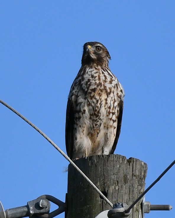 rødvingevåk - ML644491264