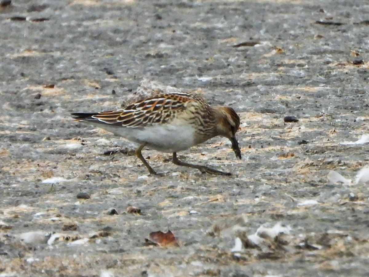 Pectoral Sandpiper - ML644491265