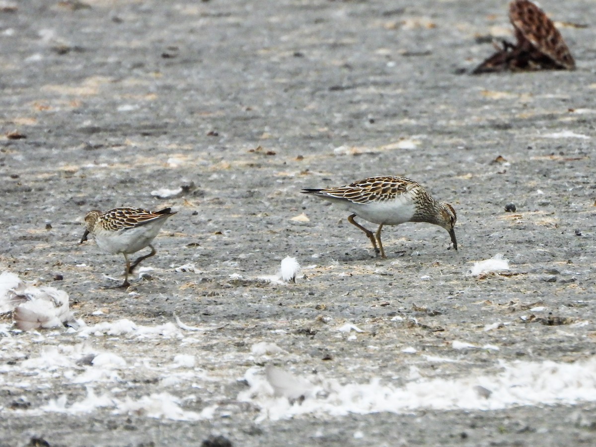 Pectoral Sandpiper - ML644491266