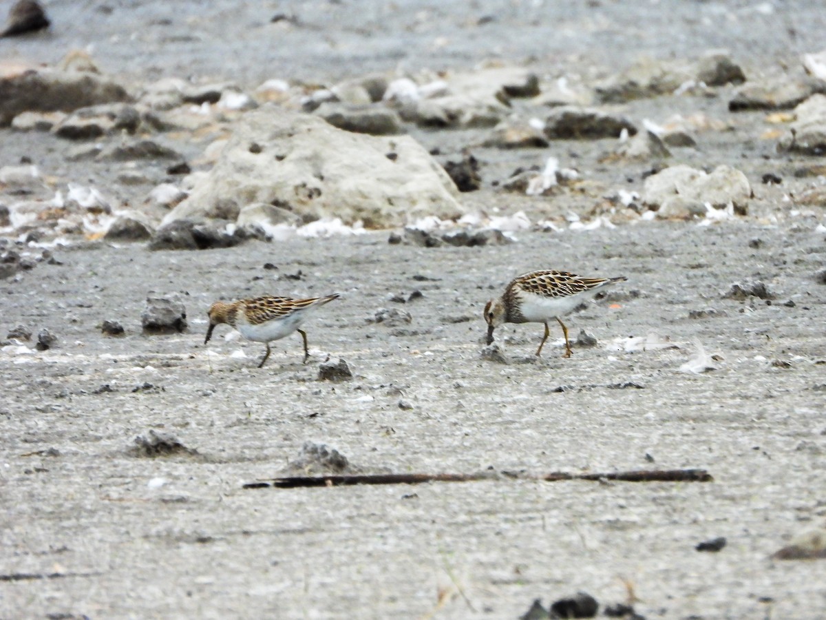 Pectoral Sandpiper - ML644491267