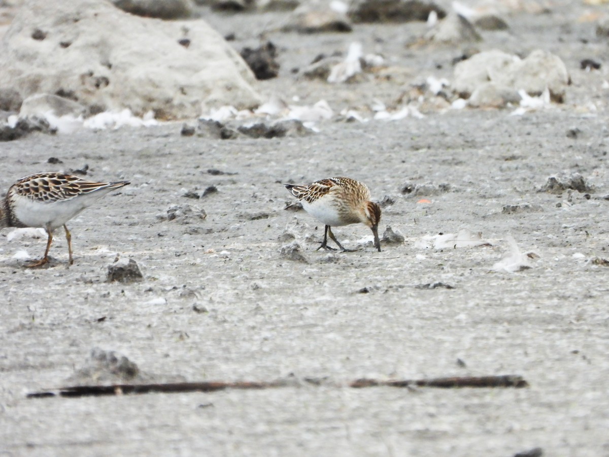 Pectoral Sandpiper - ML644491268