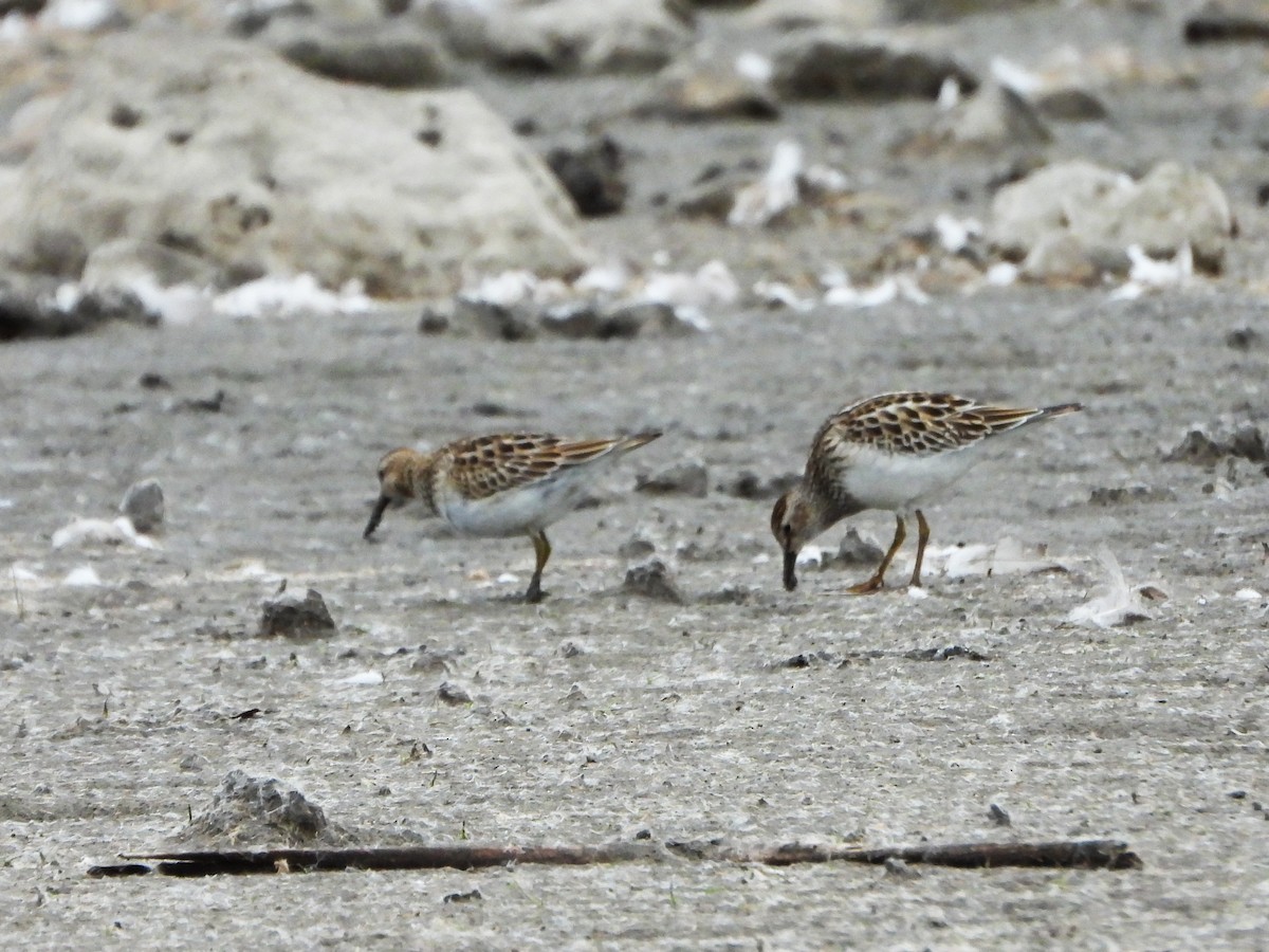 Pectoral Sandpiper - ML644491269