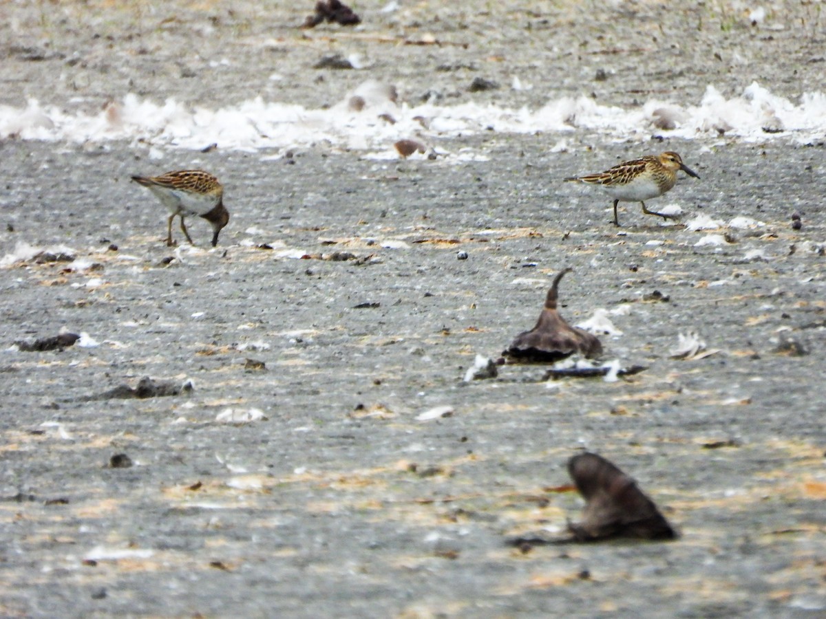 Pectoral Sandpiper - ML644491270