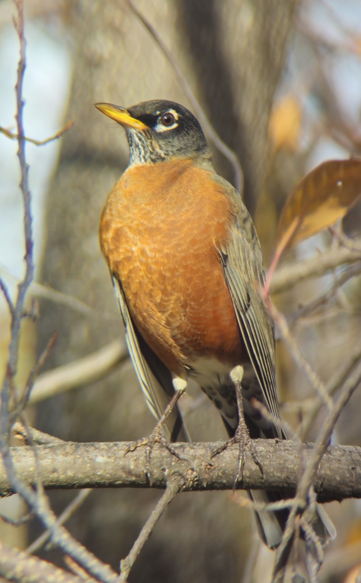 American Robin - ML644491272