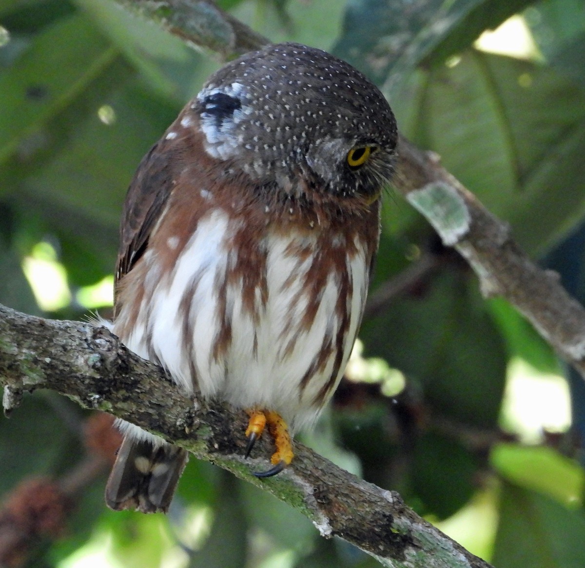 ハーディスズメフクロウ - ML644491277