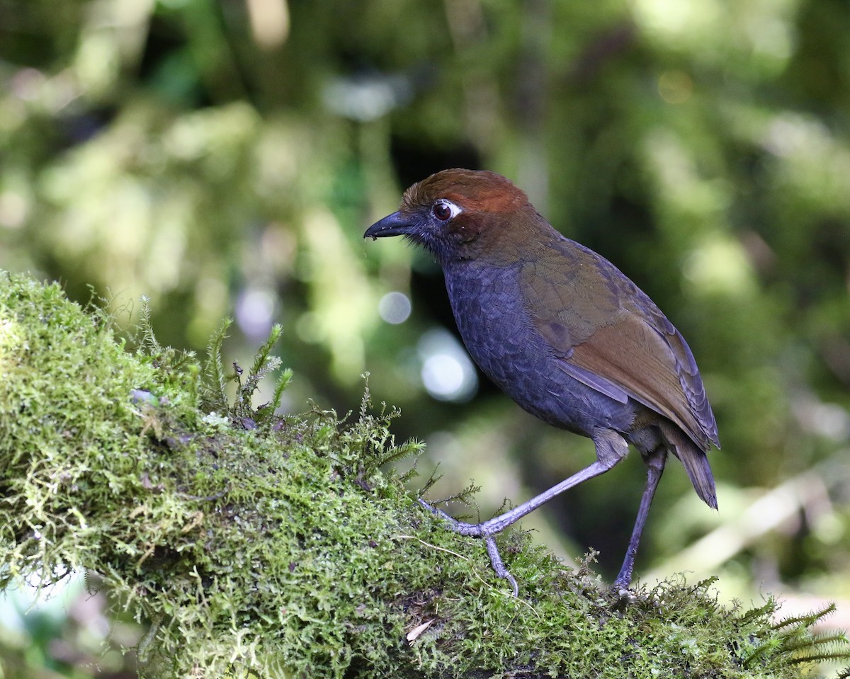 Chestnut-naped Antpitta - ML644491278