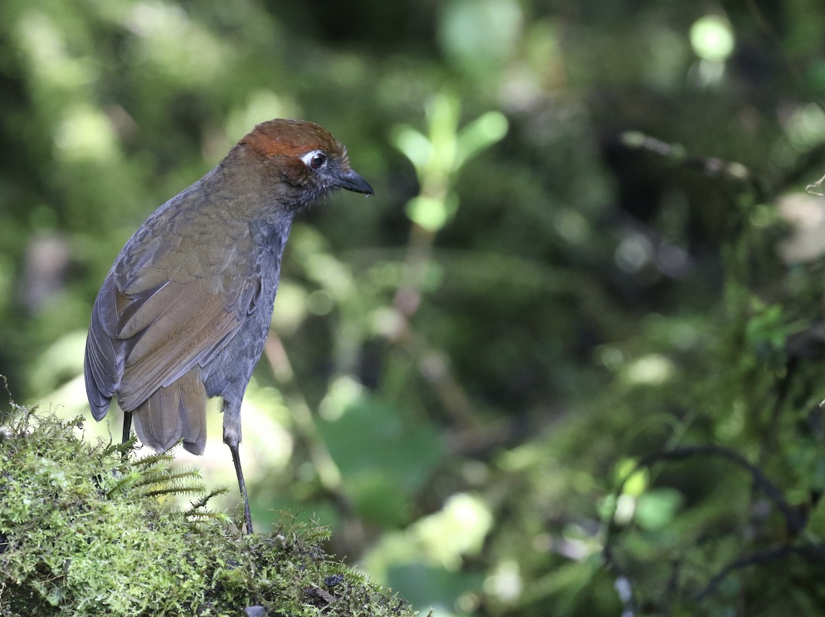 Chestnut-naped Antpitta - ML644491279