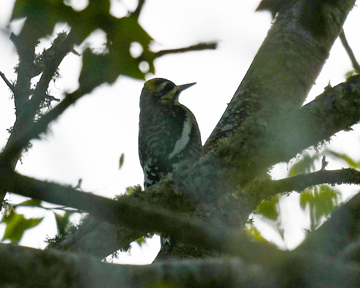 kanadasevjespett - ML644491280