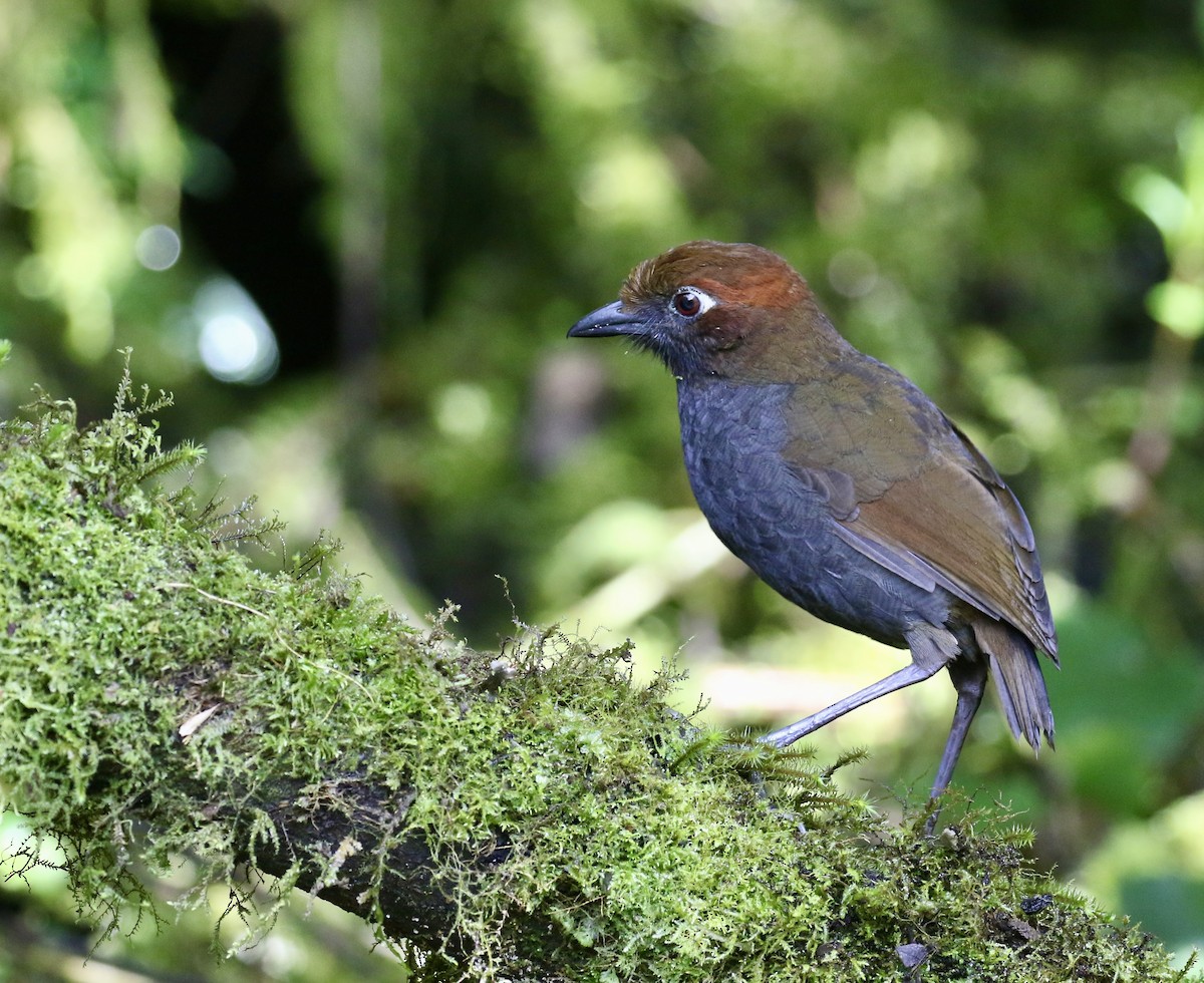 Chestnut-naped Antpitta - ML644491281