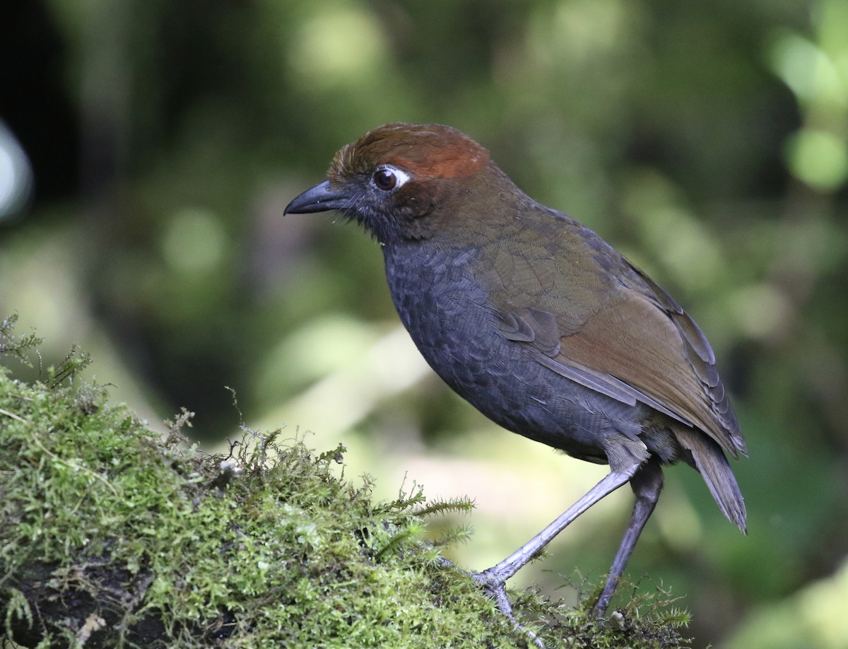 Chestnut-naped Antpitta - ML644491282