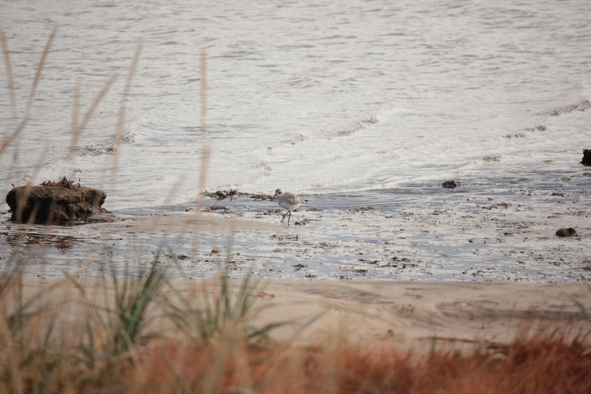 Black-bellied Plover - ML644491284