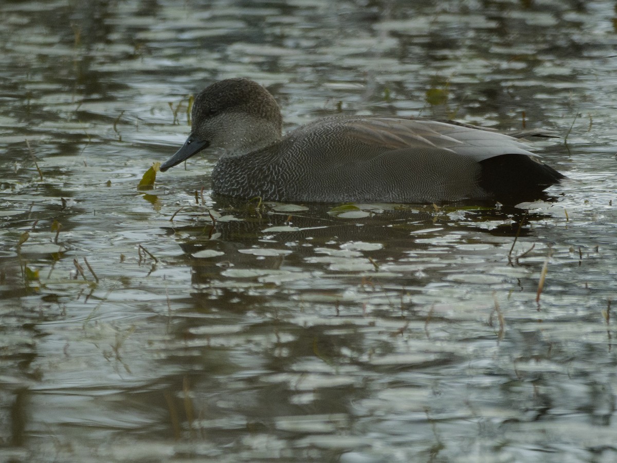 Gadwall - ML644491285