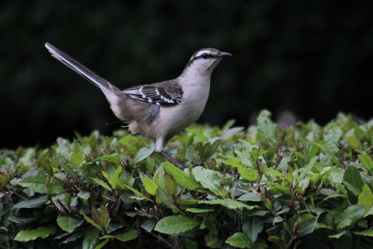 マミジロマネシツグミ - ML644491293
