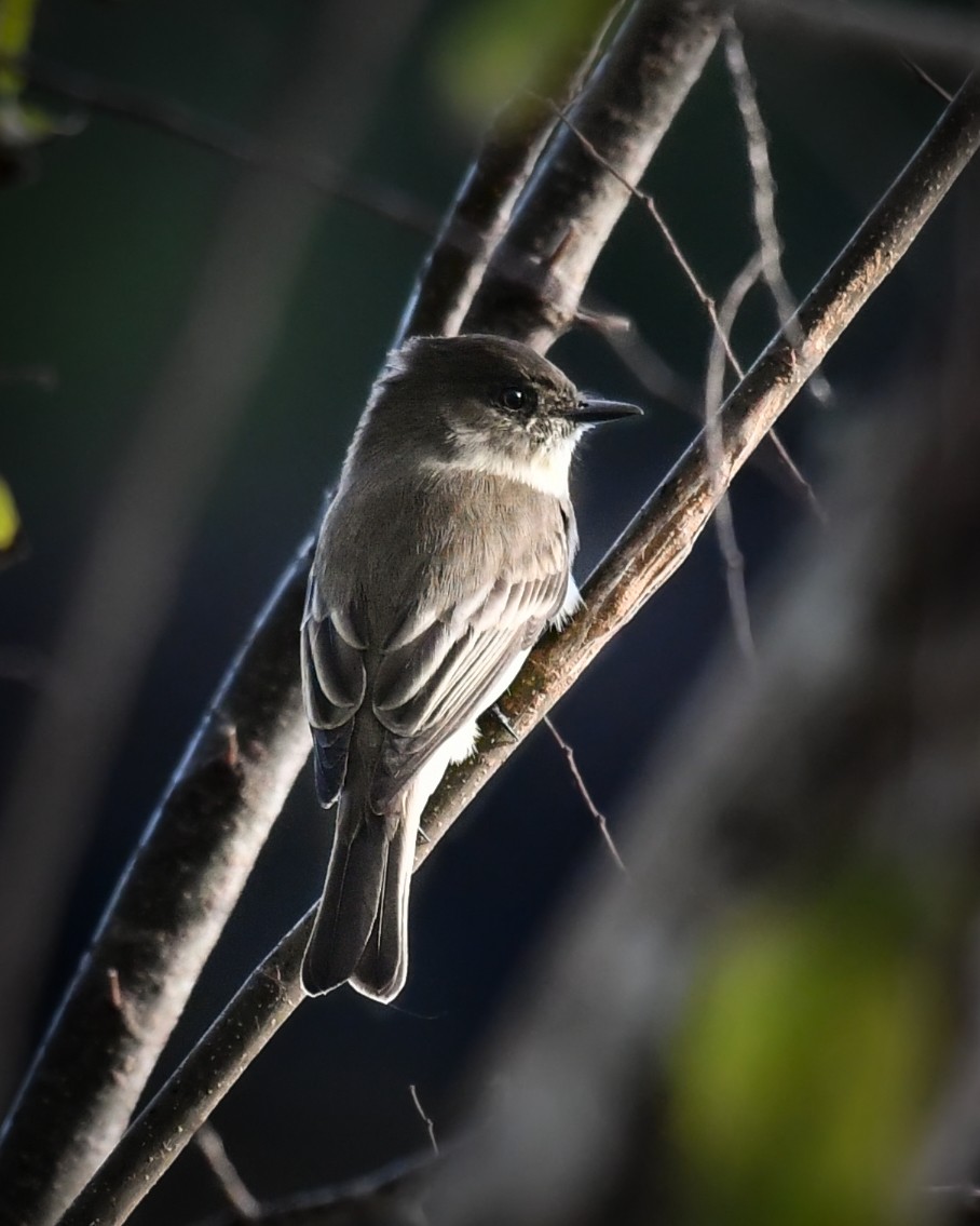 gråfibi - ML644491301