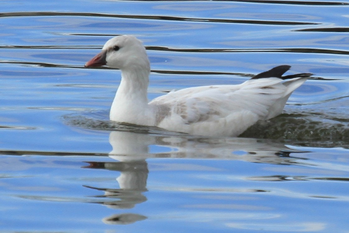 husa bělostná - ML644491303