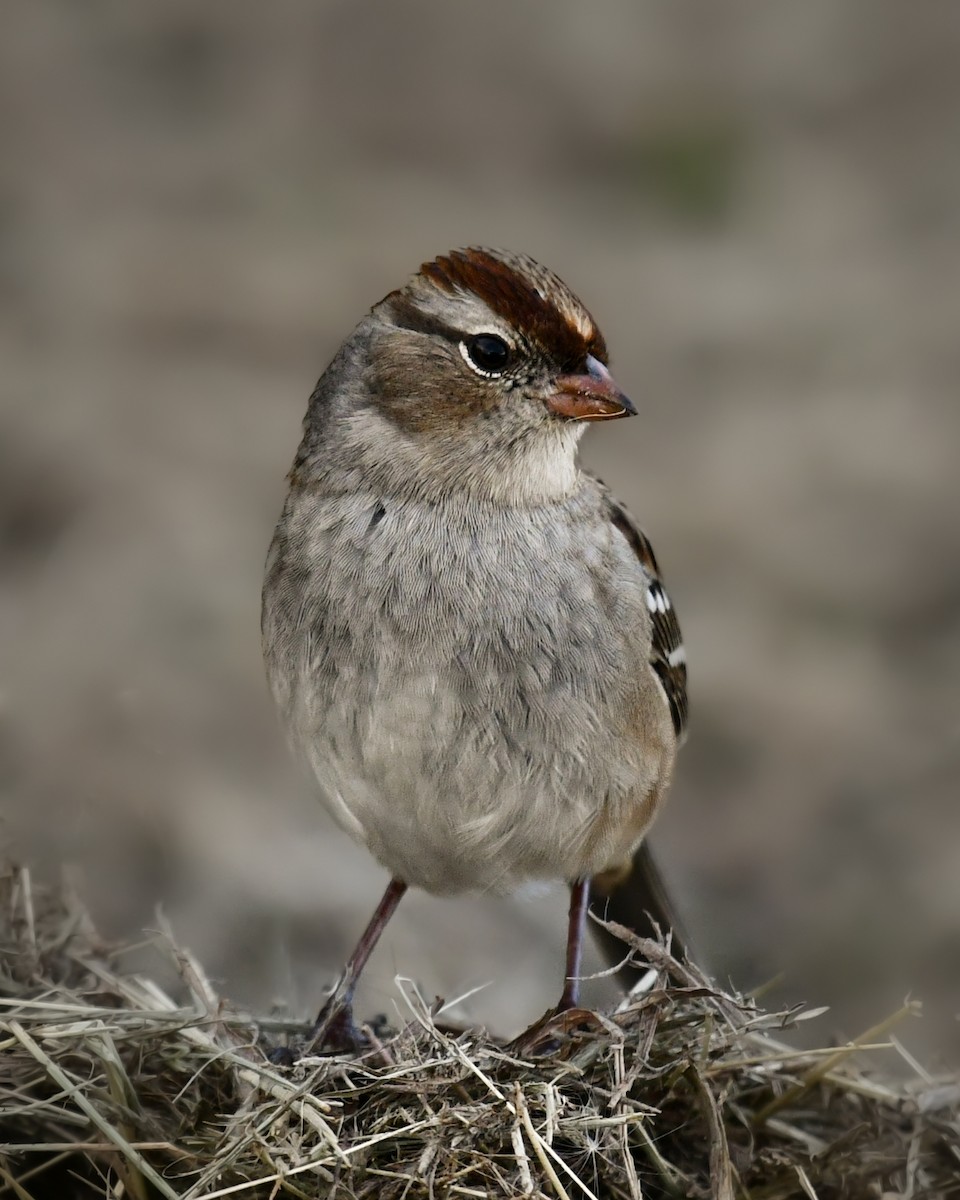 hvitkronespurv - ML644491304