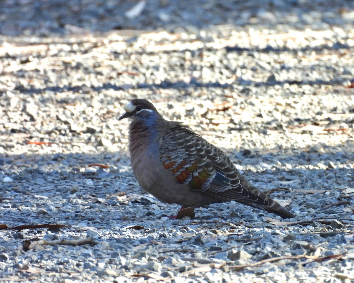 Австралийский бронзовокрыл - ML644491313