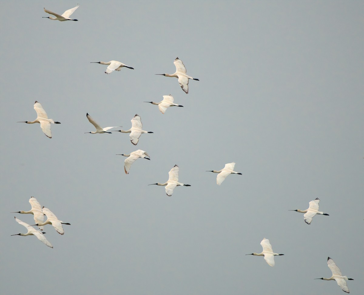 Black-faced Spoonbill - ML644491314