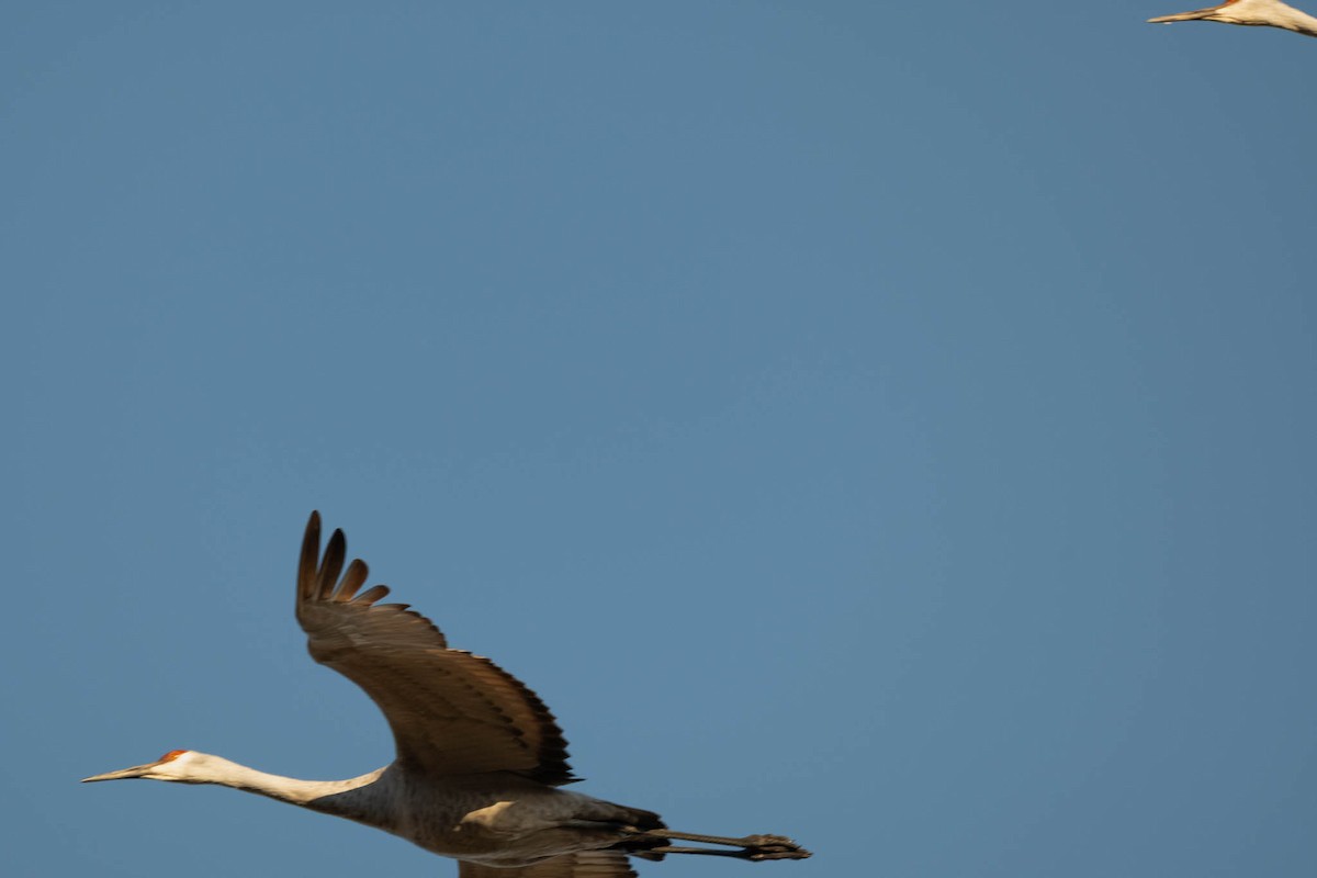 Sandhill Crane - ML644491317