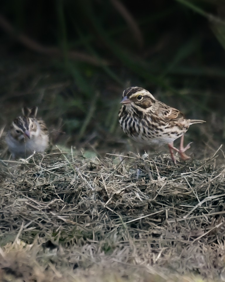 musespurv - ML644491318