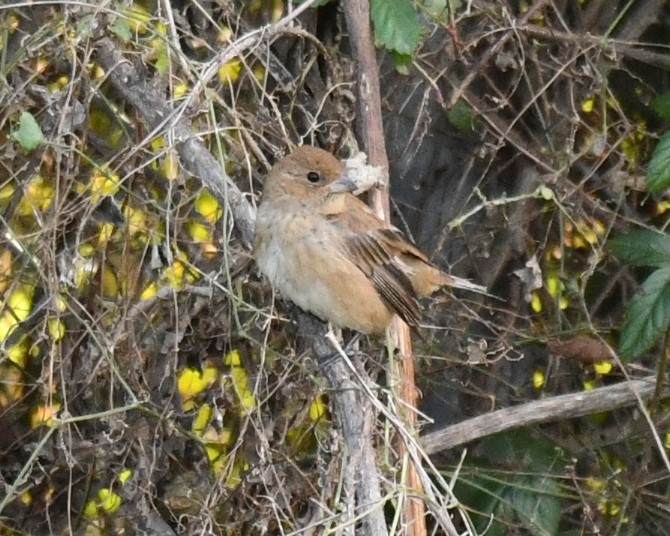 Индиговый колорин - ML644491336