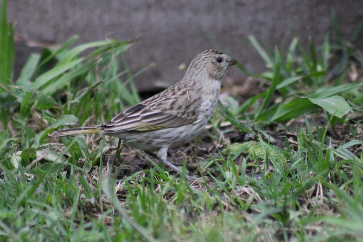 Saffron Finch - ML644491348
