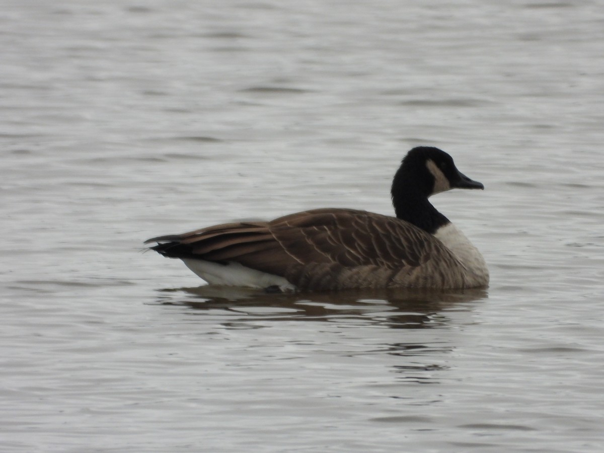 カナダガン - ML644491351