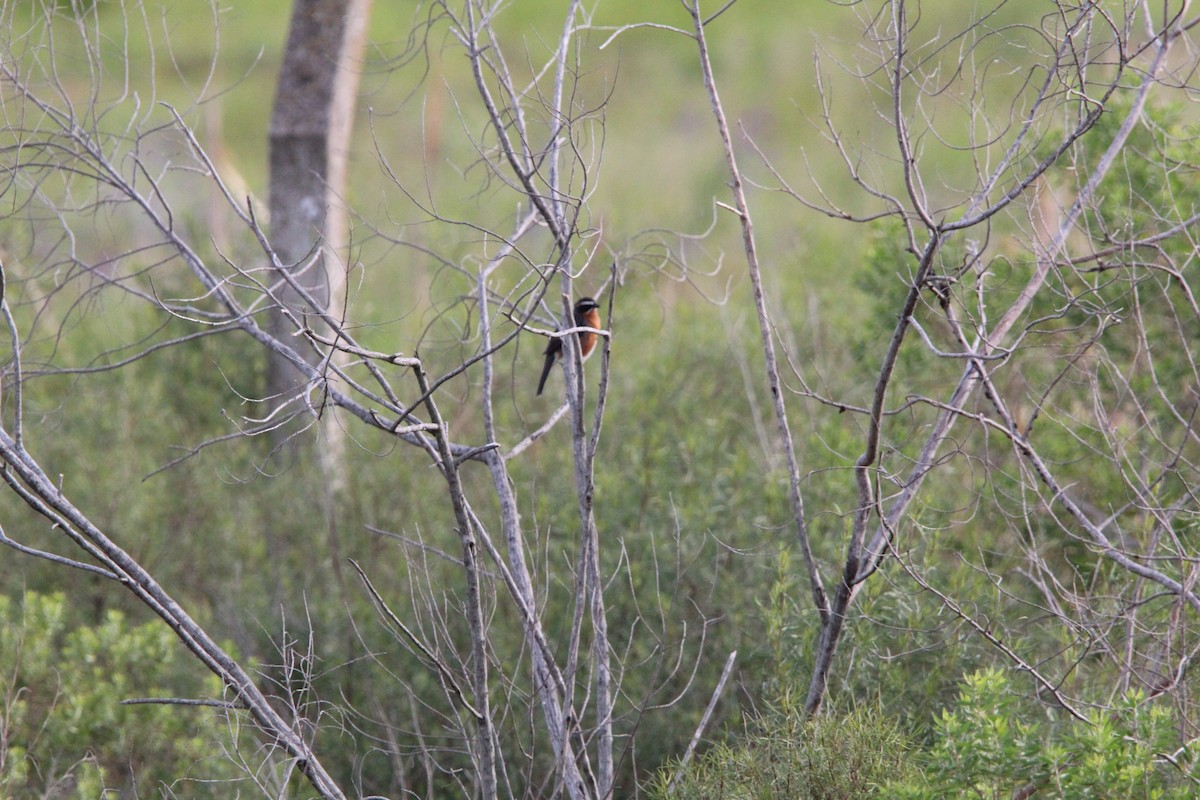 Black-and-rufous Warbling Finch - ML644491354