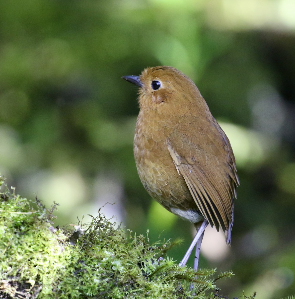 Equatorial Antpitta - ML644491358