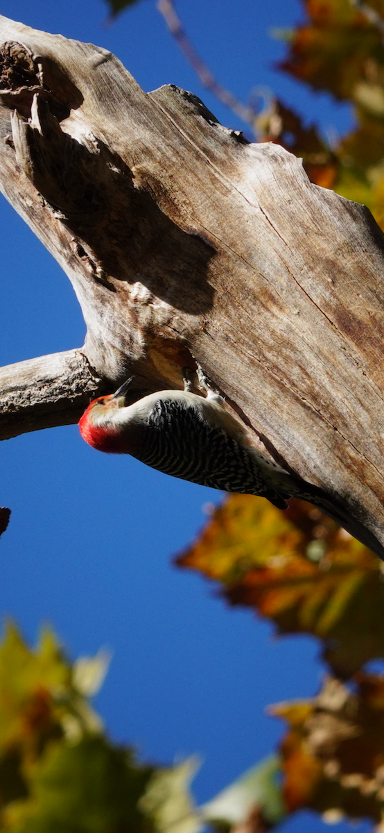 Carolinaspecht - ML644491362