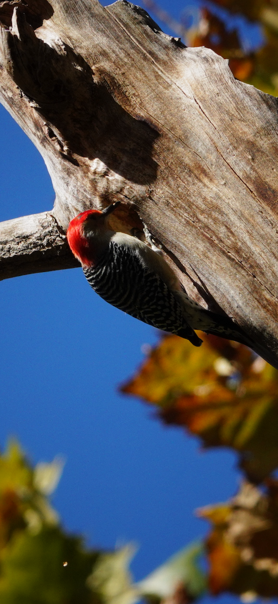 Carolinaspecht - ML644491363