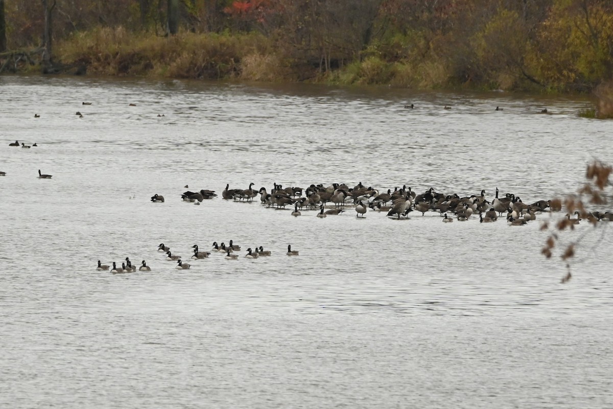 カナダガン - ML644491368