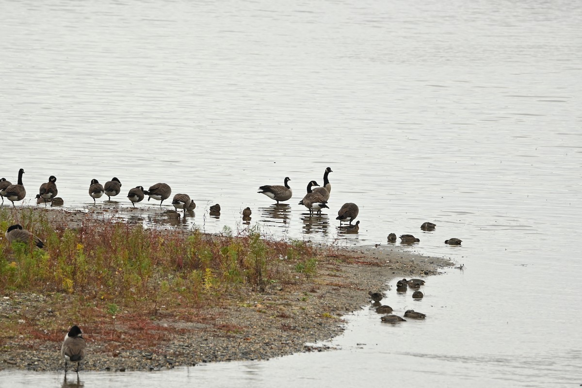 カナダガン - ML644491370