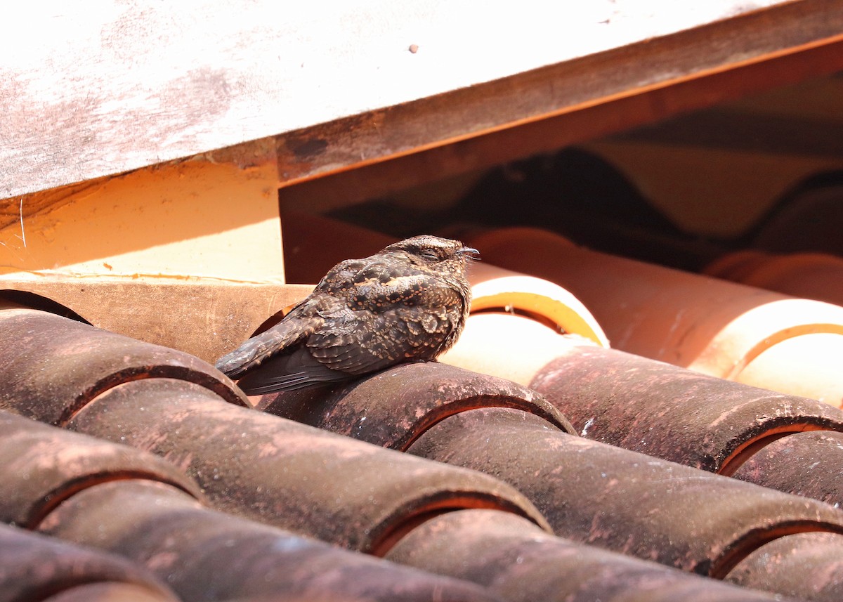 sotnattravn - ML644491371