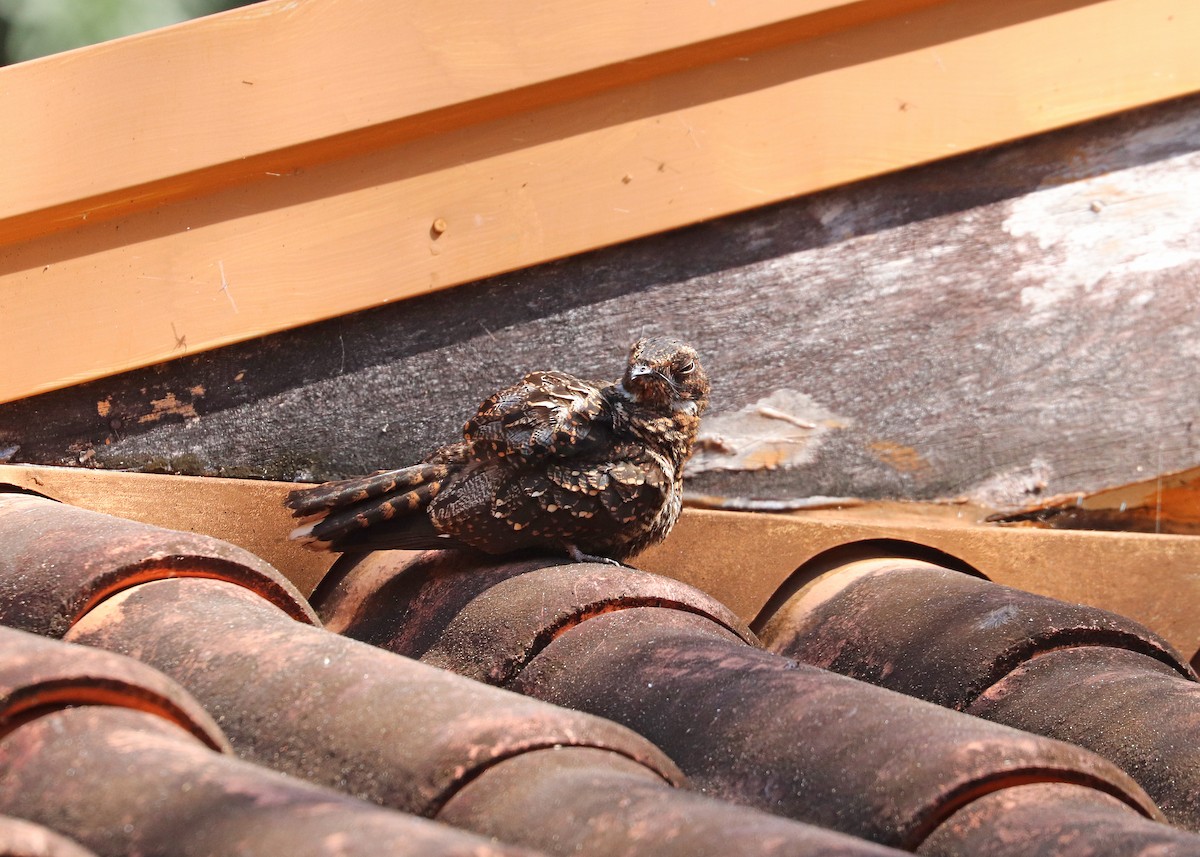 sotnattravn - ML644491372