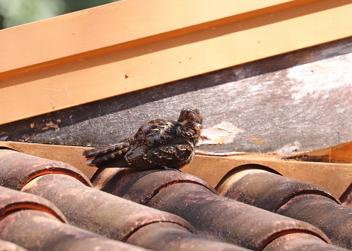 sotnattravn - ML644491373