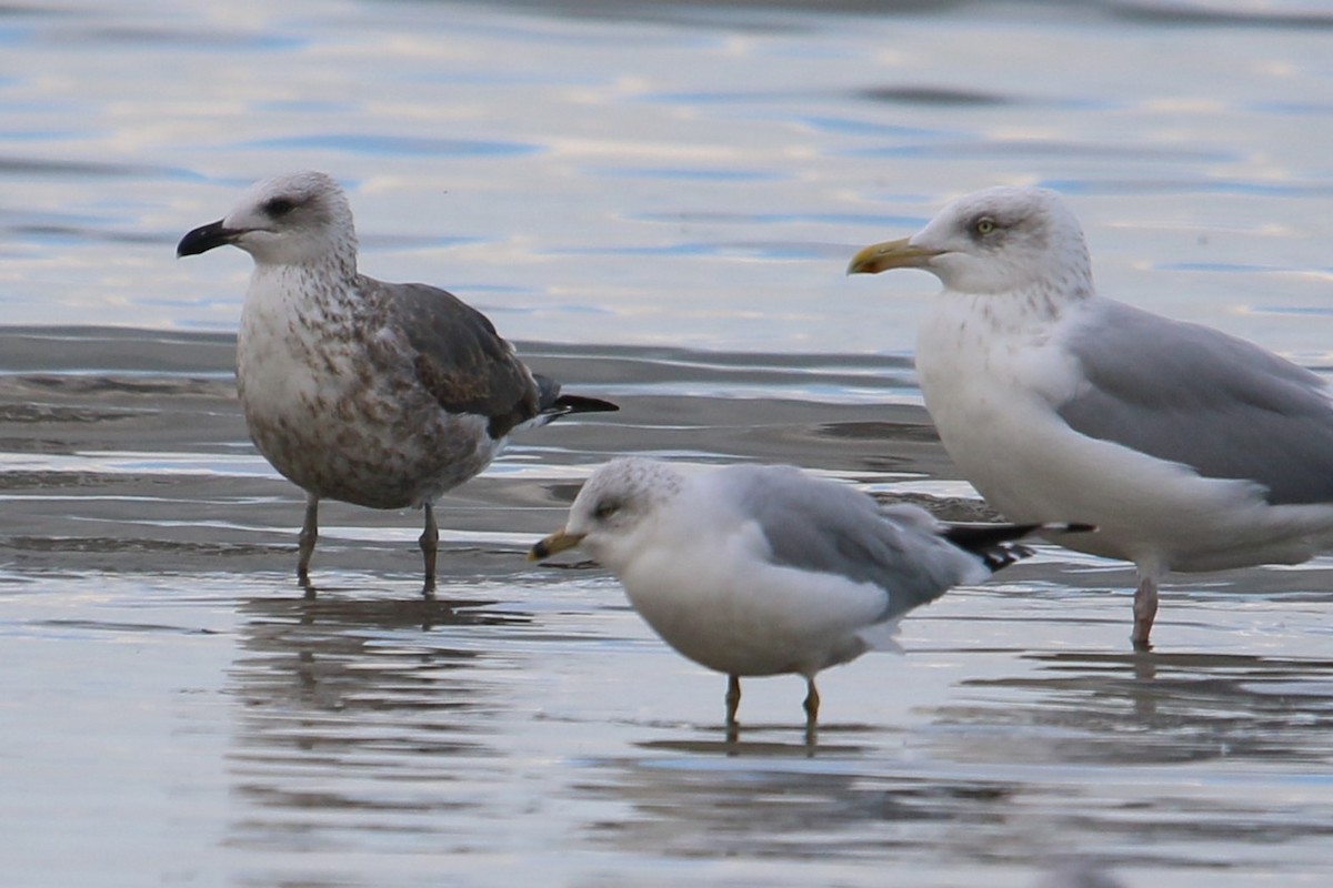 Kaio iluna - ML644491383