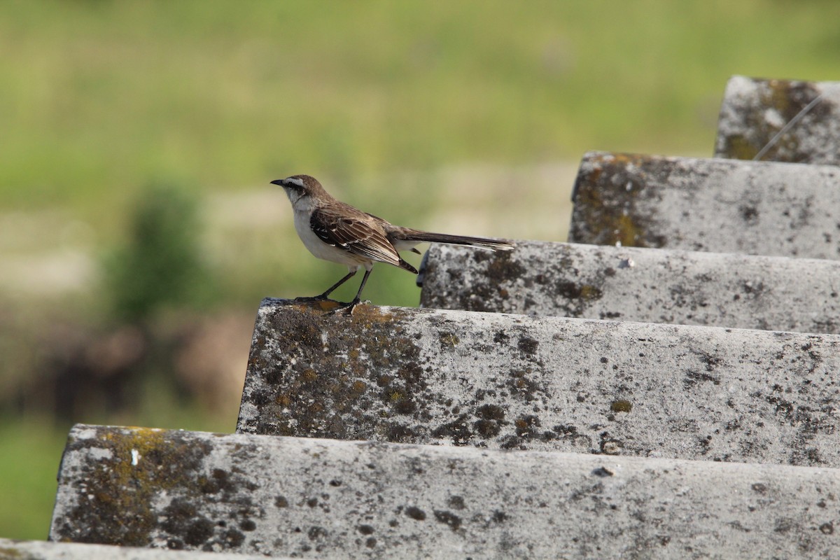 マミジロマネシツグミ - ML644491388