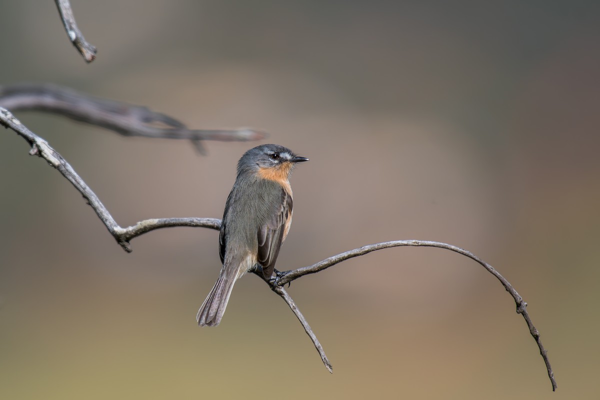 Gray-backed Tachuri - ML644491396