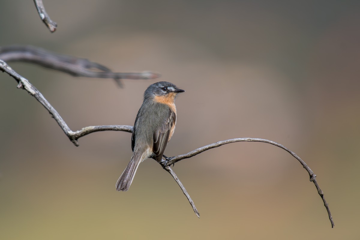 Gray-backed Tachuri - ML644491397