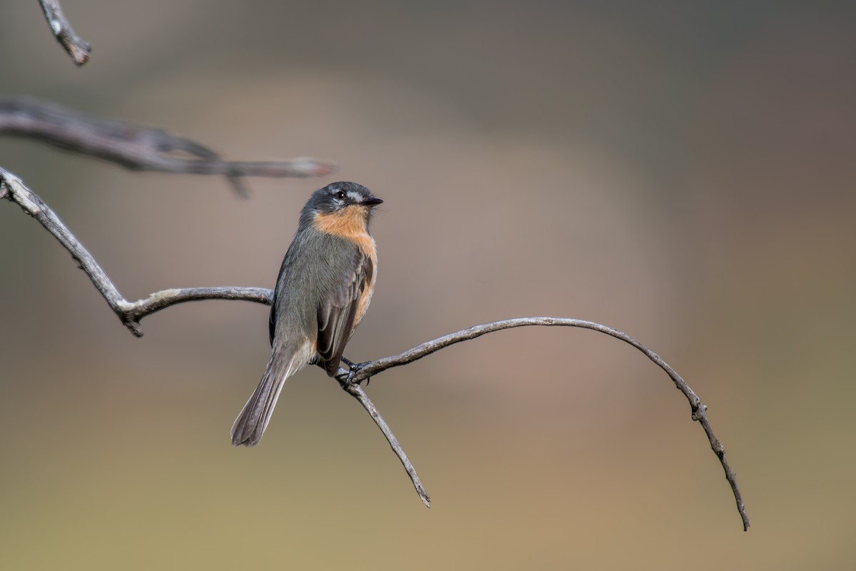 Gray-backed Tachuri - ML644491398