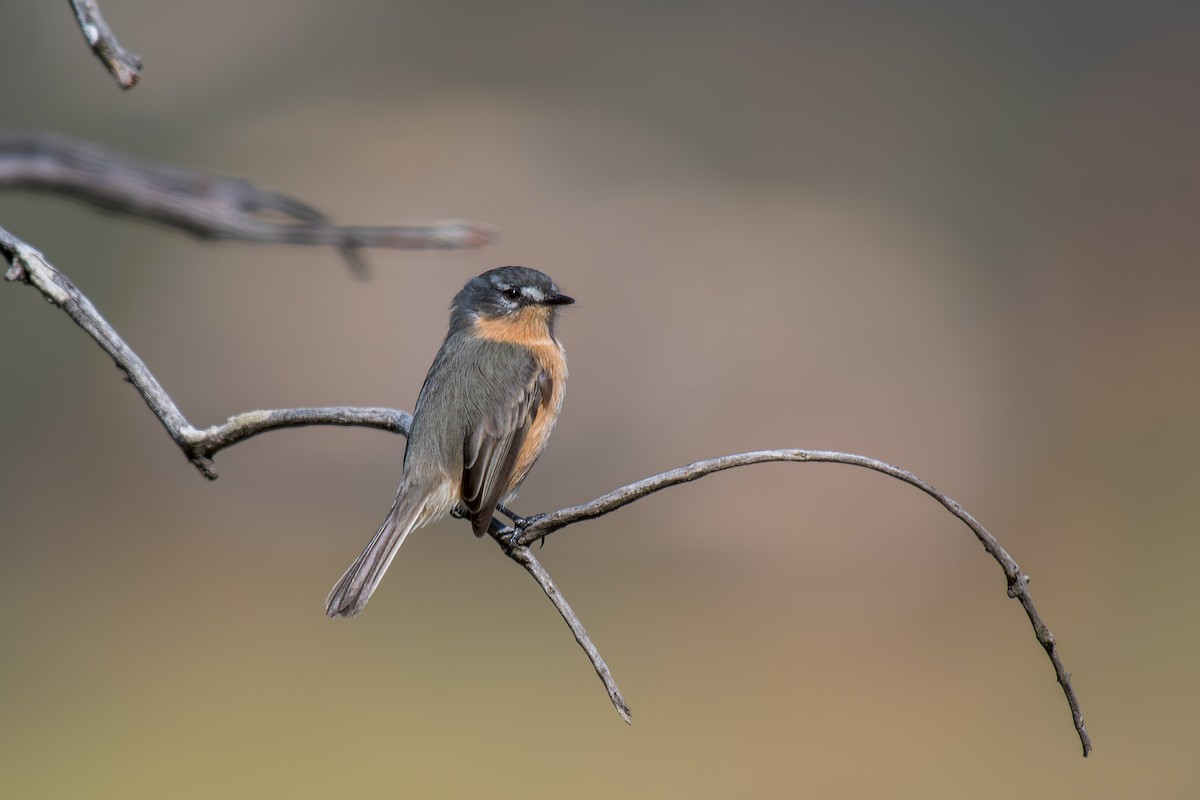 Gray-backed Tachuri - ML644491399