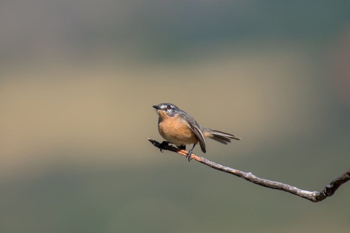 Gray-backed Tachuri - ML644491401