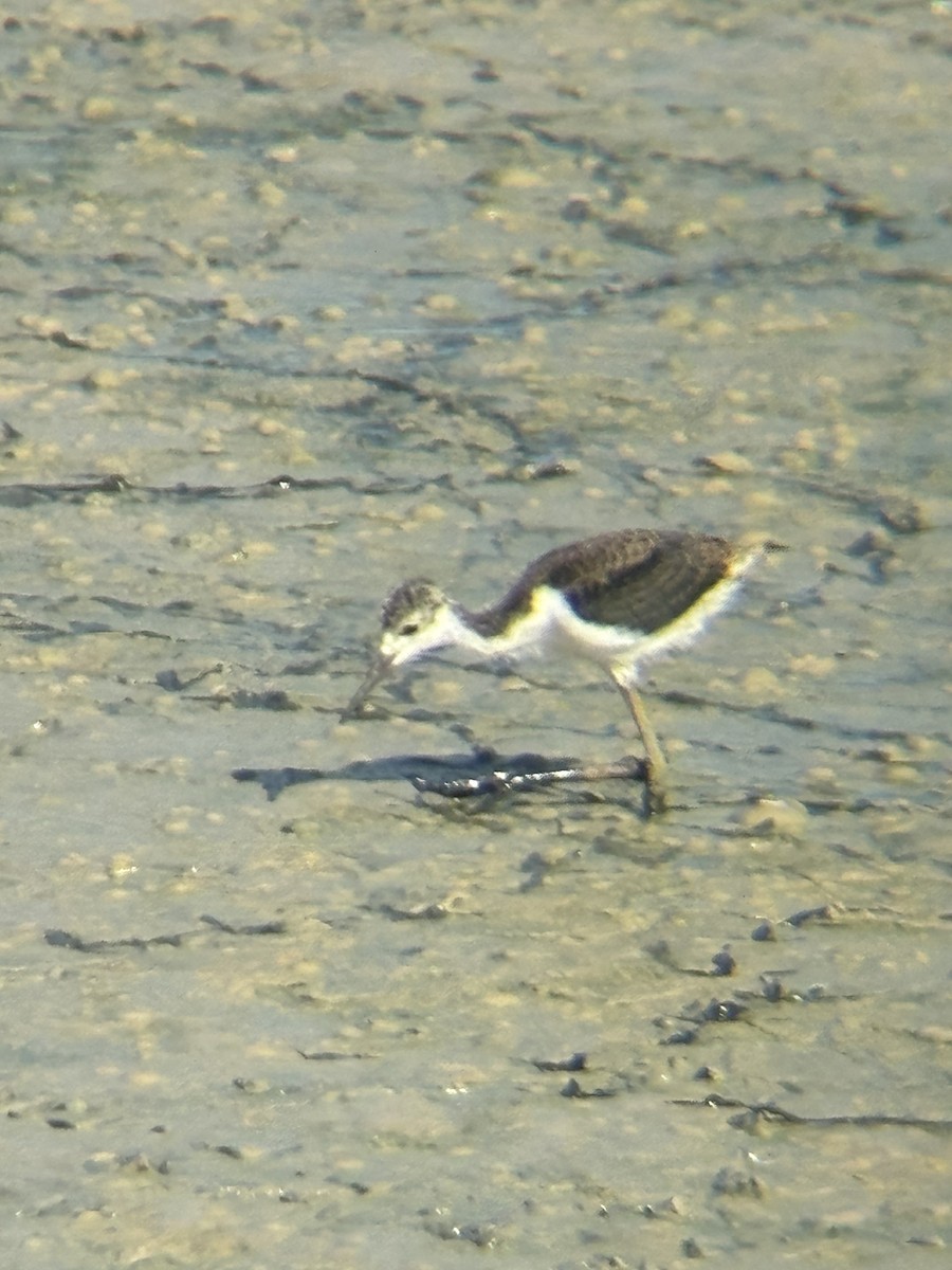 Кулик-довгоніг американський - ML644491408