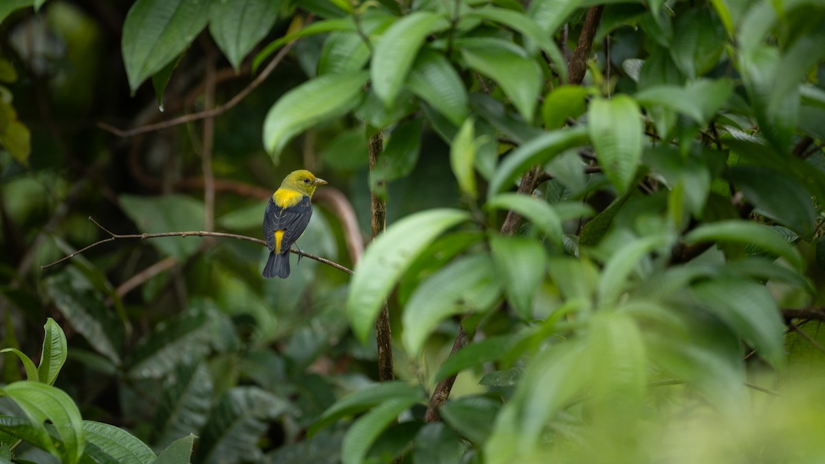 Piranga gorri-beltza - ML644491412