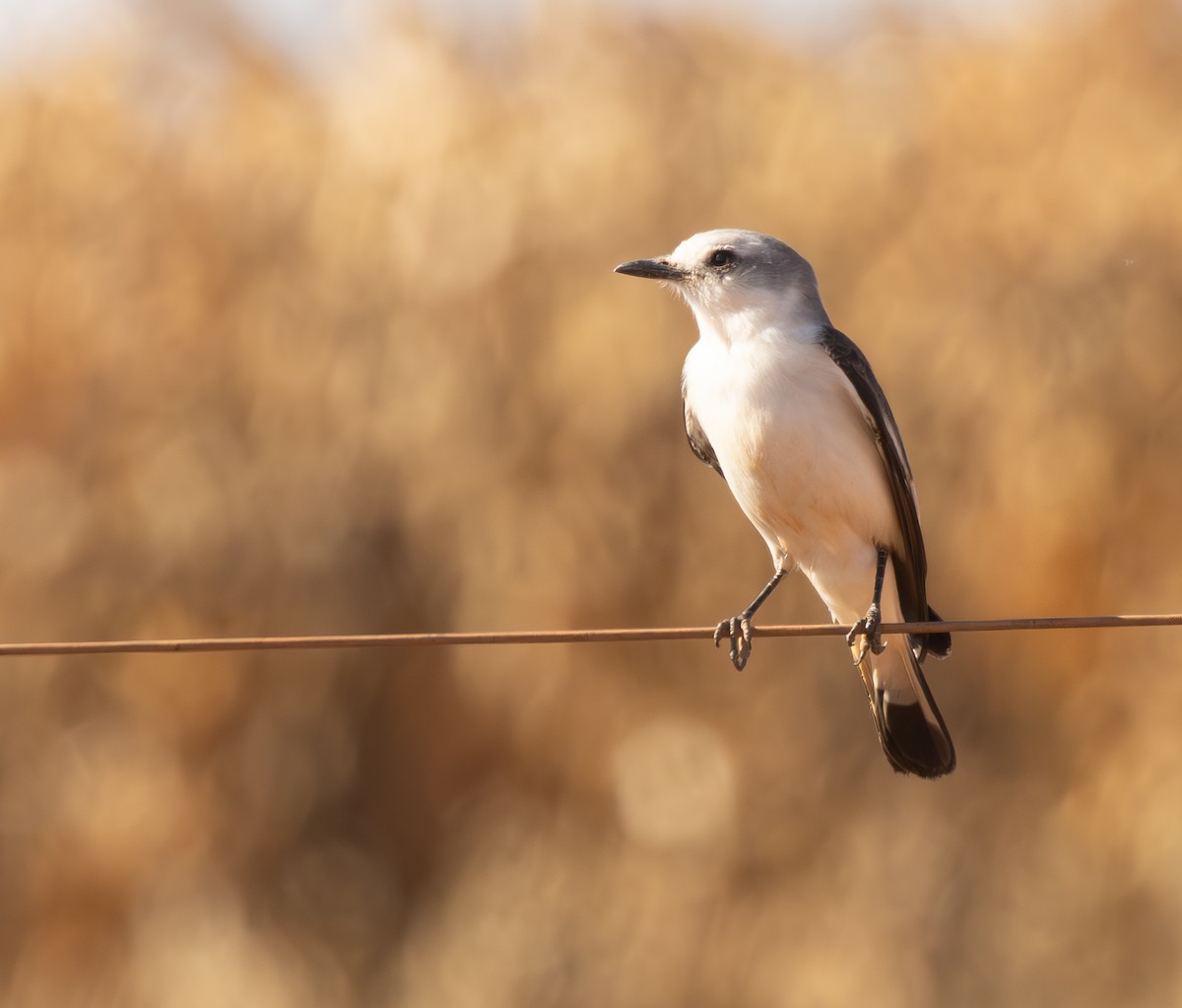 White-rumped Monjita - ML644491413